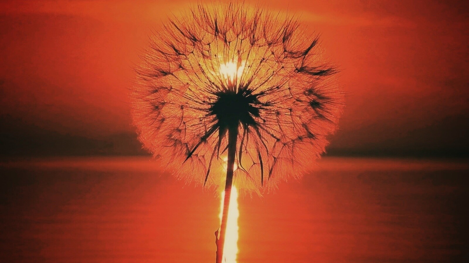 Одуванчик на закател обои