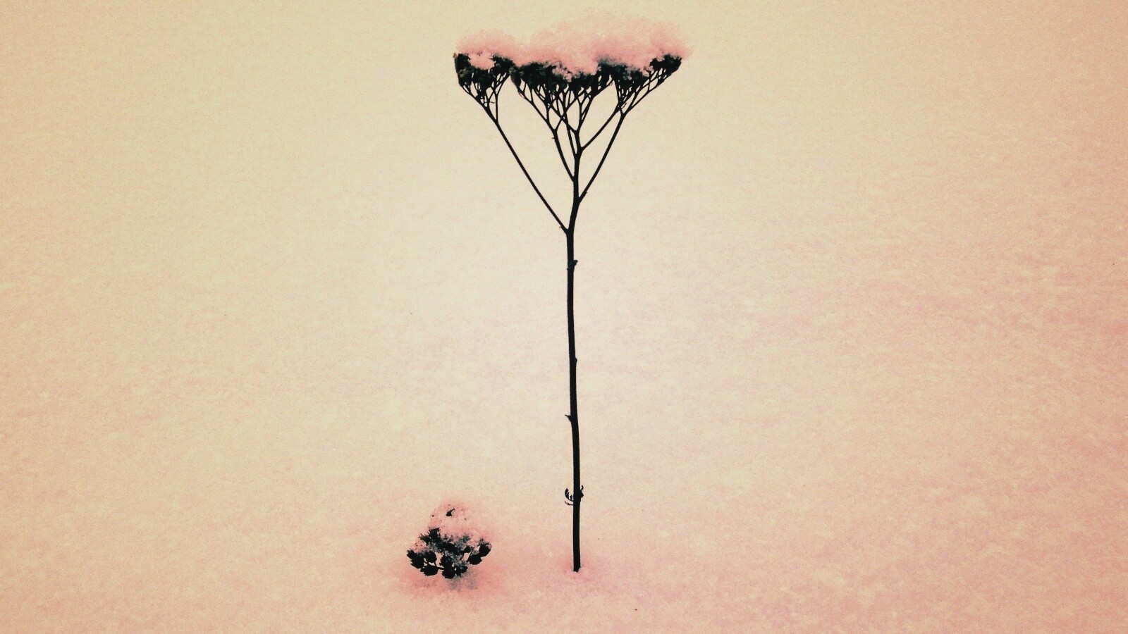 Заснеженная травинка обои