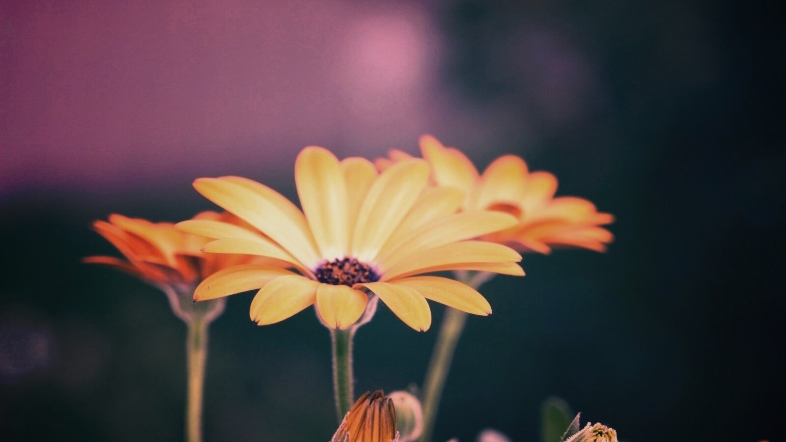 Три желтых цветка обои