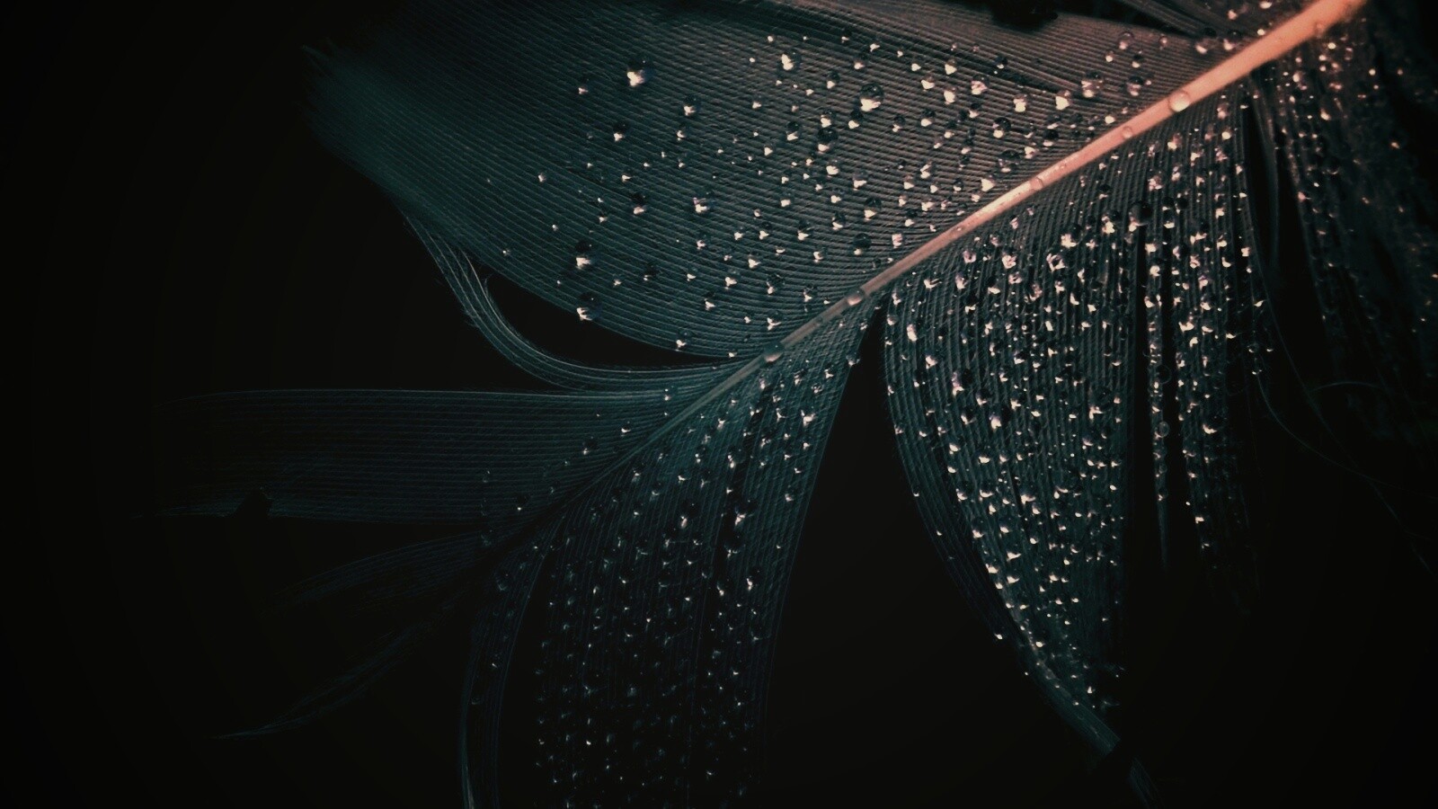 Капли на черном пере обои