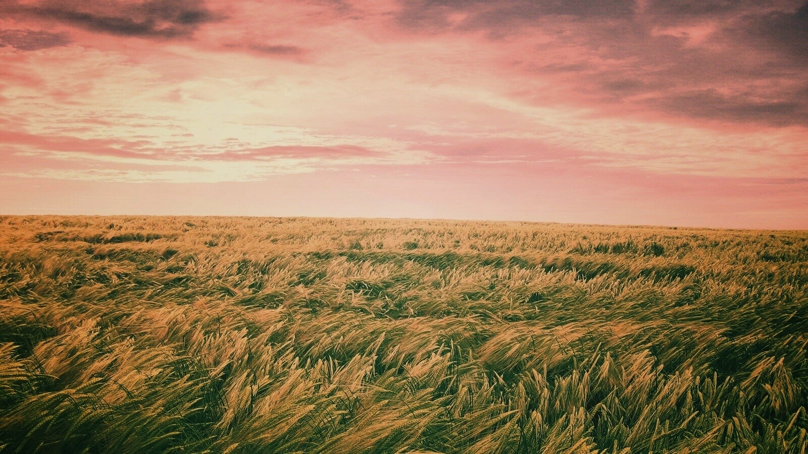 Море трав обои