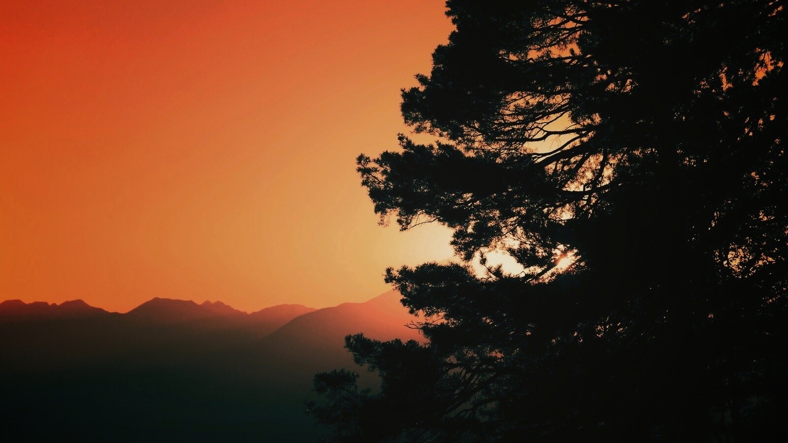 Силуэт дерева на закате обои