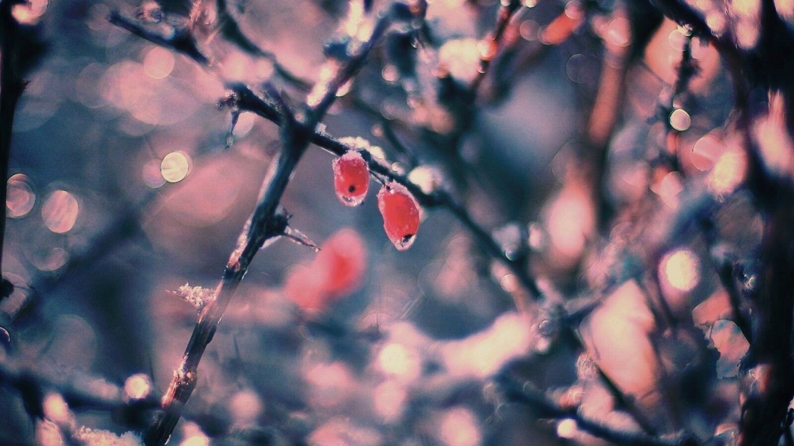 Замерзшие ягоды обои