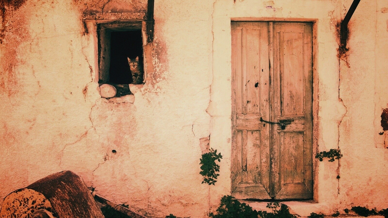 Кот выглядывает из разрушенного дома обои