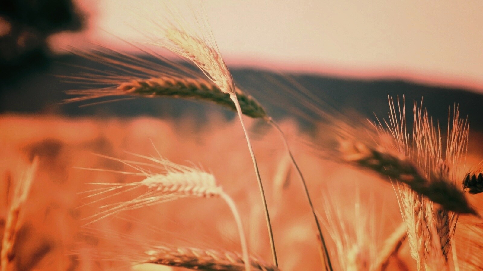 Колоски на ветру обои