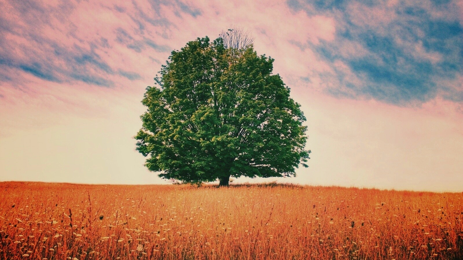 Зеленое дерево в желтом поле обои