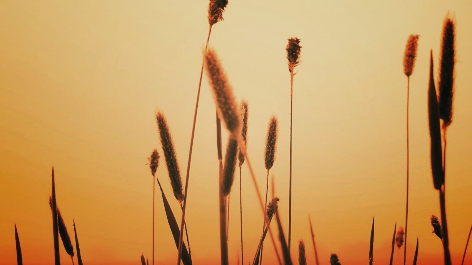 Травинки на закате обои