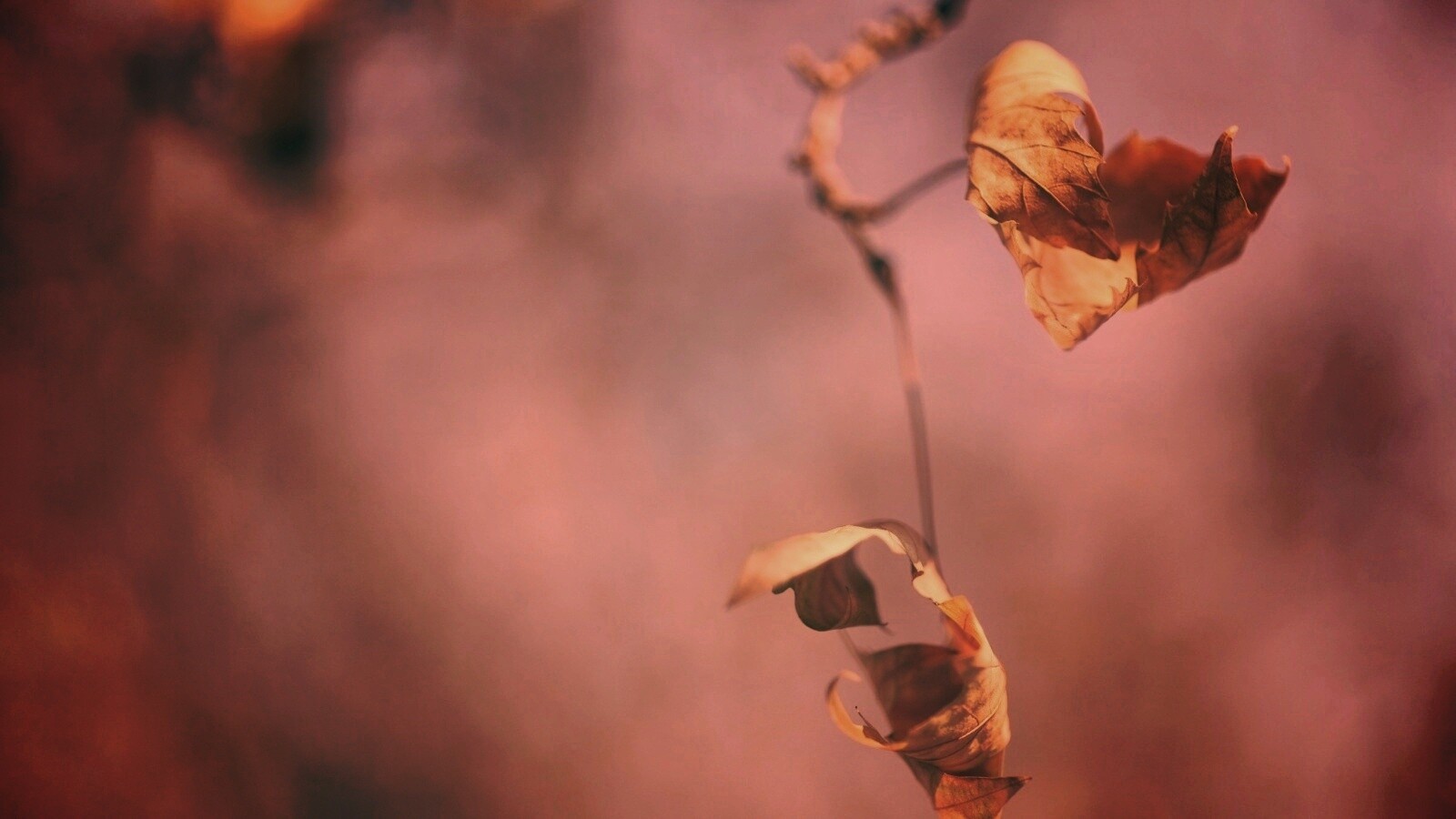 Увядшие листья обои