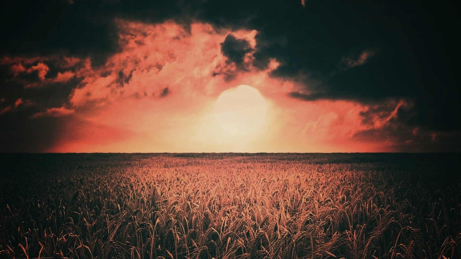 Закат над пшеничным полем обои