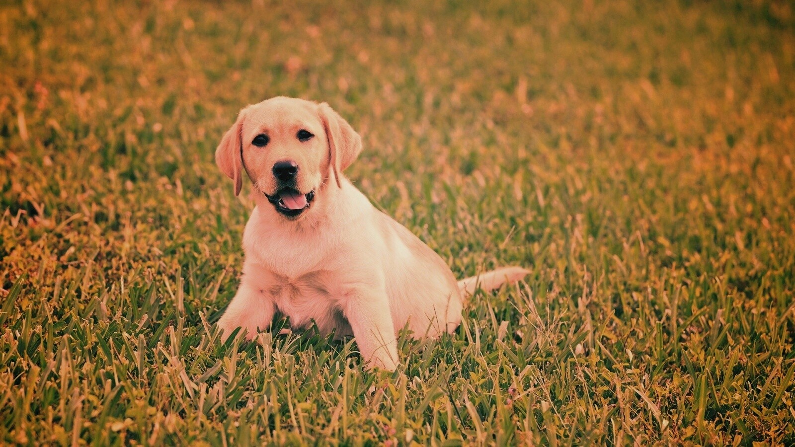 Щенок лабрадора в траве обои
