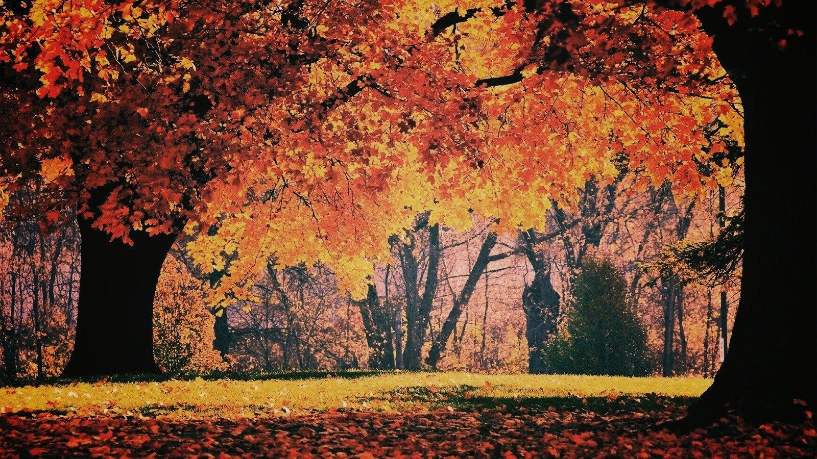 Размашистое осеннее дерево обои