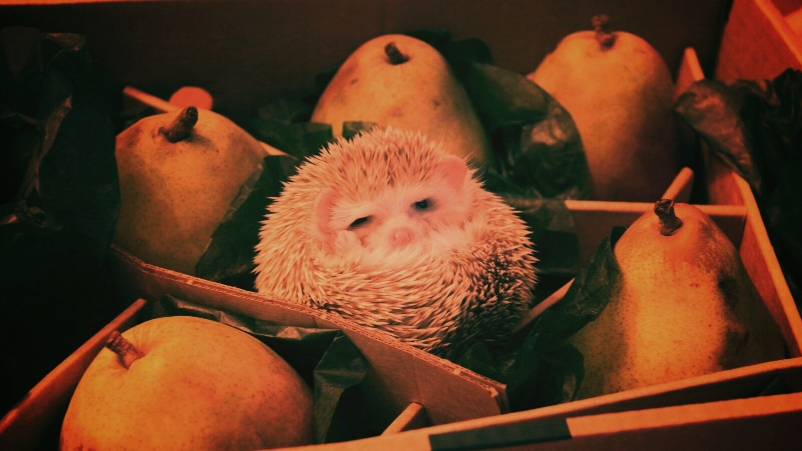 Ёжик в грушах обои