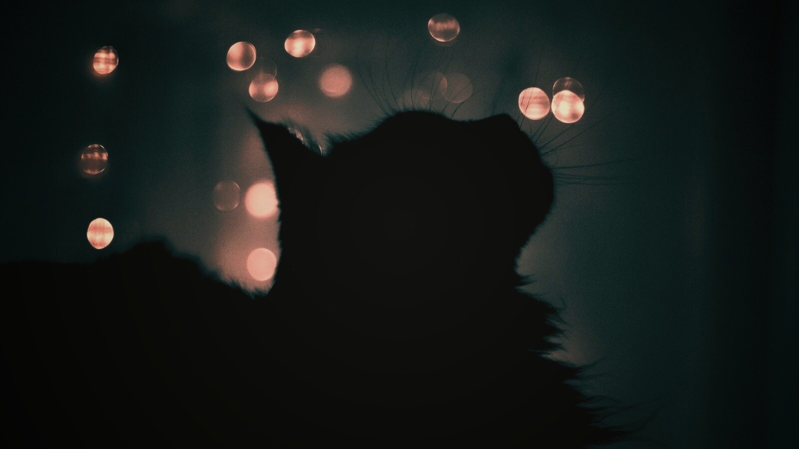 Силуэт черного кота обои