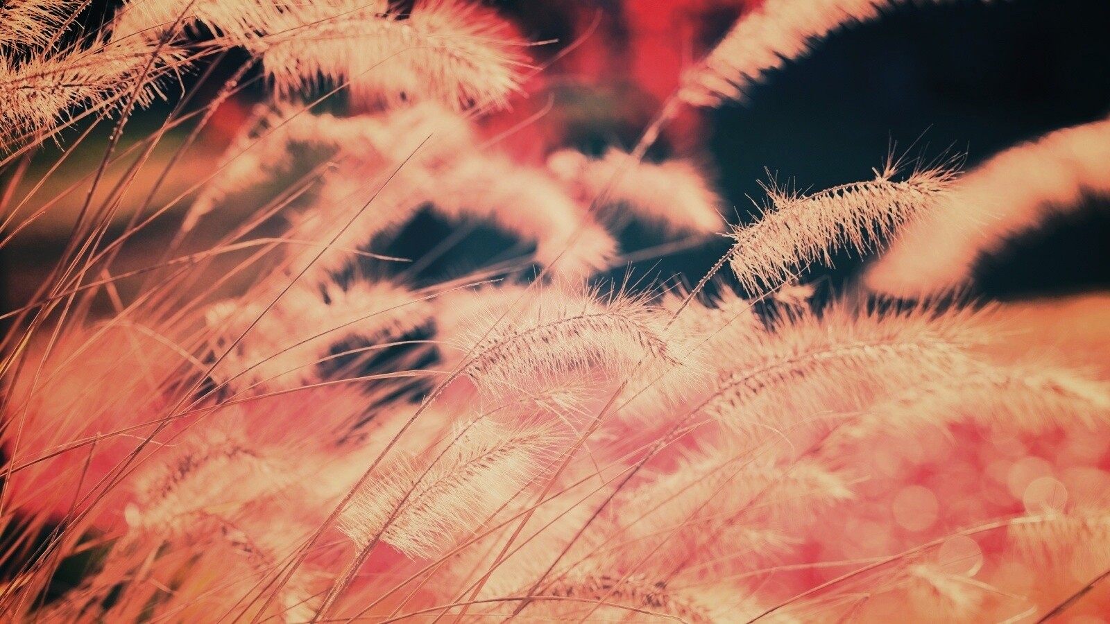 Травинки на ветру обои