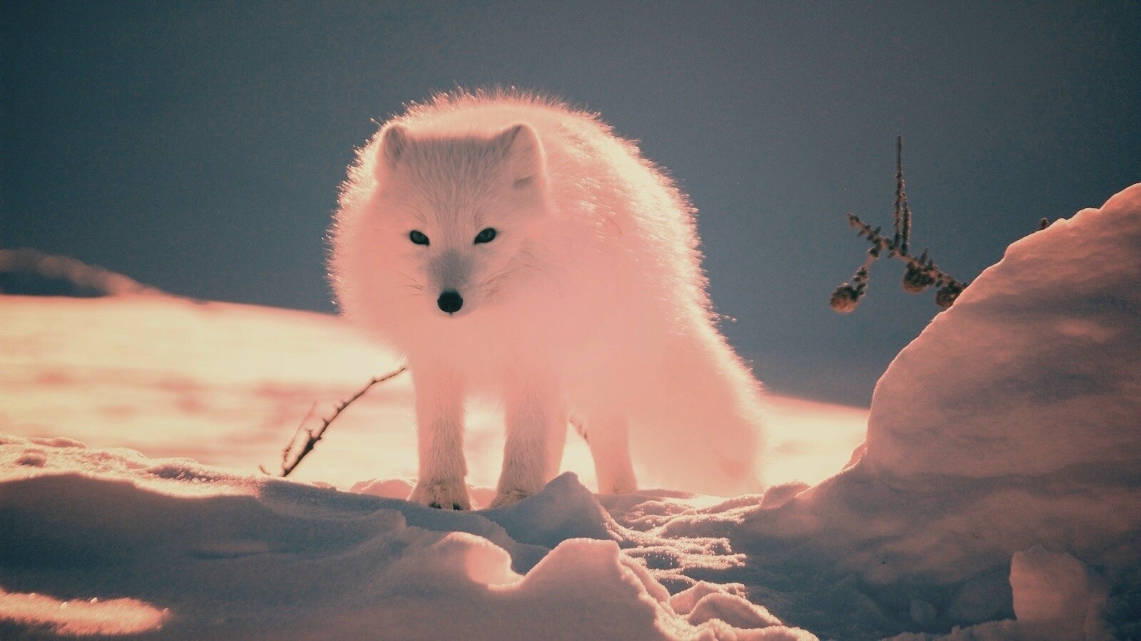 Белый песец обои