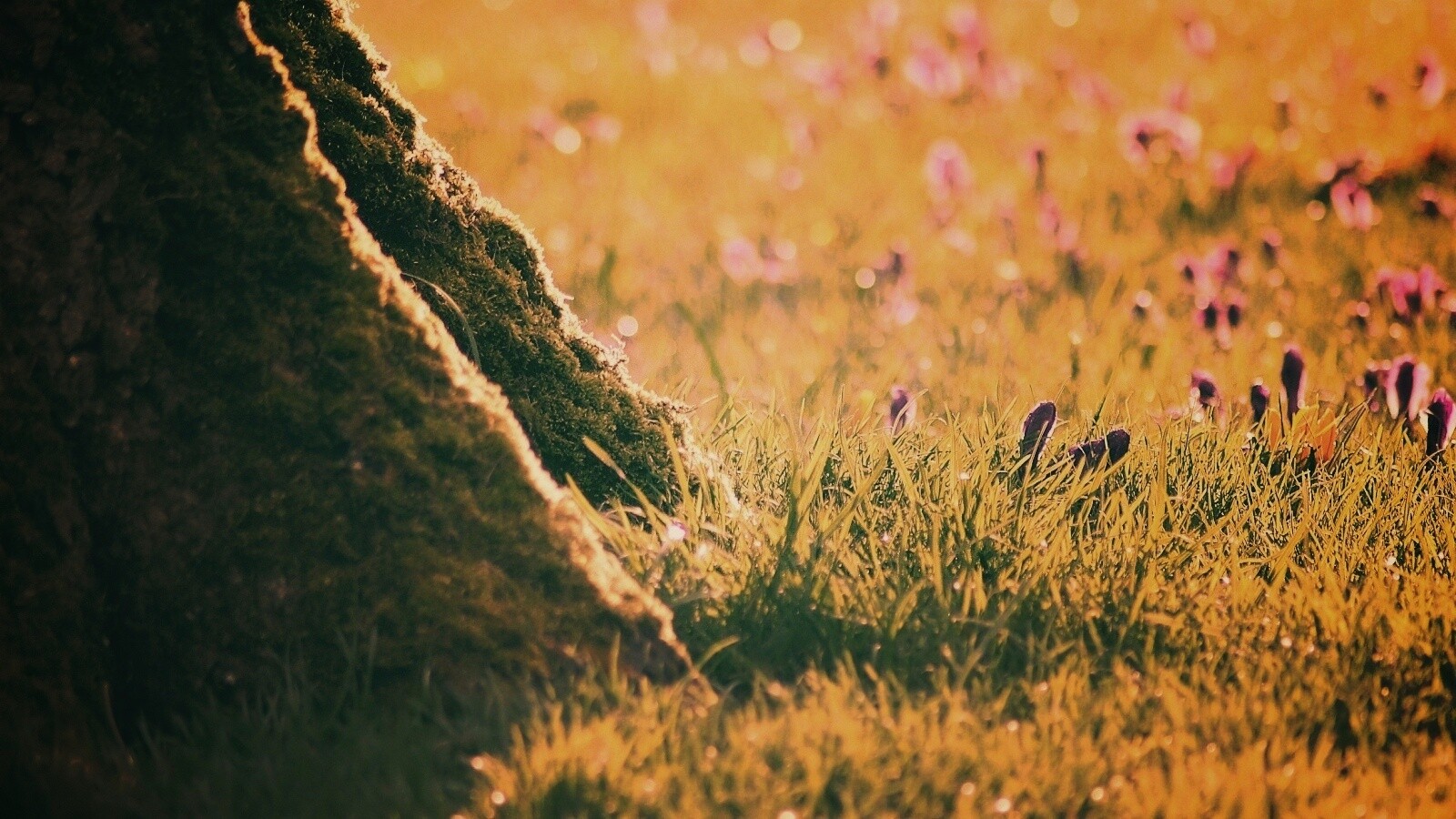 Дерево в траве обои