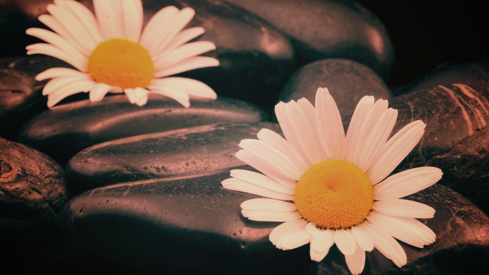 Ромашка среди гальки обои