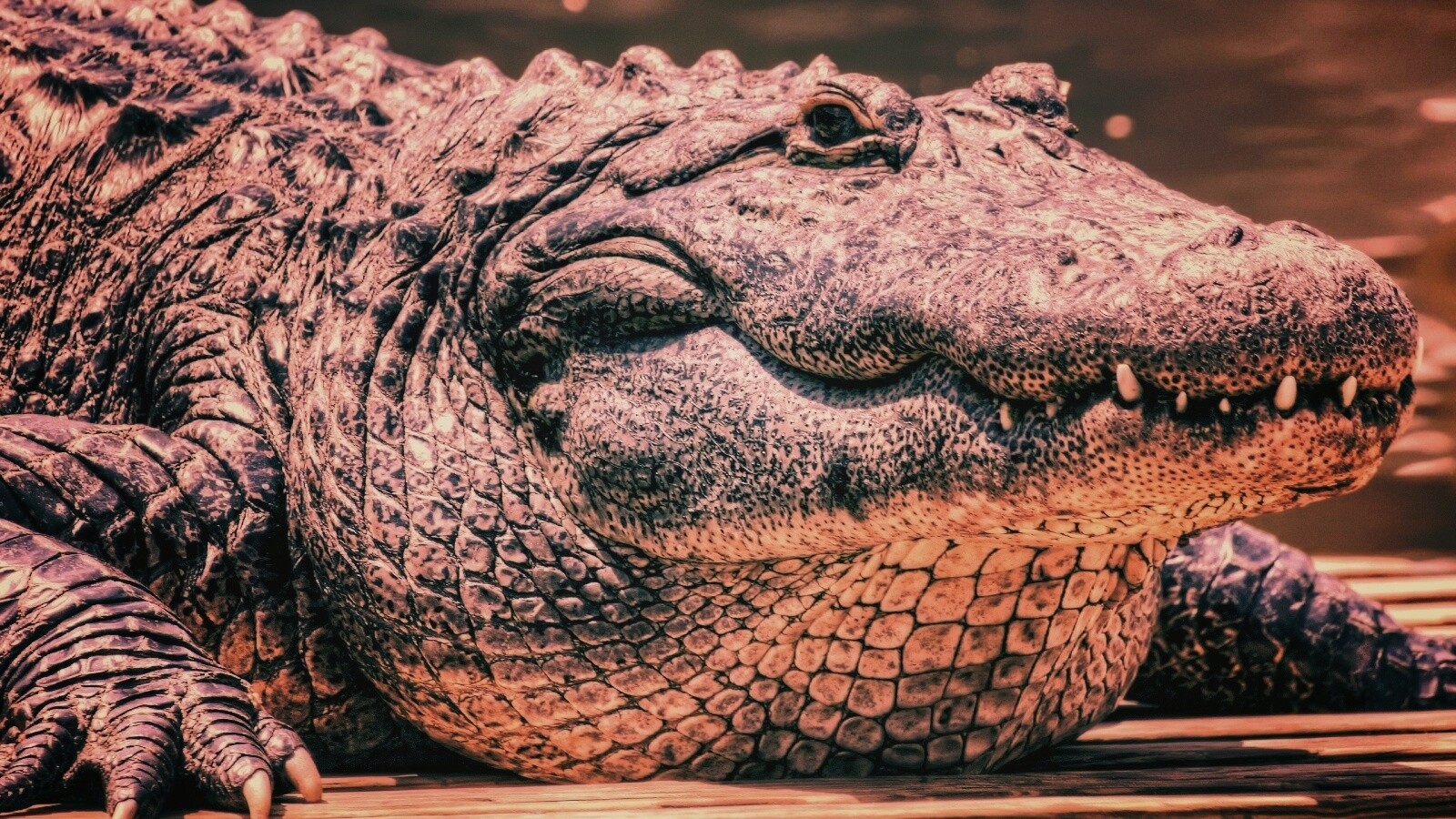 Синий крокодил обои