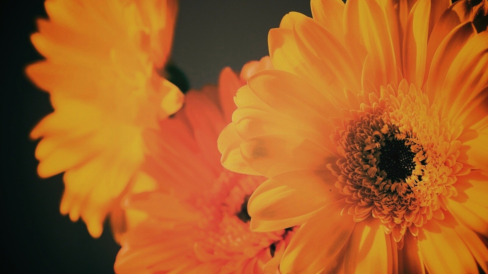 Желтый гербер обои