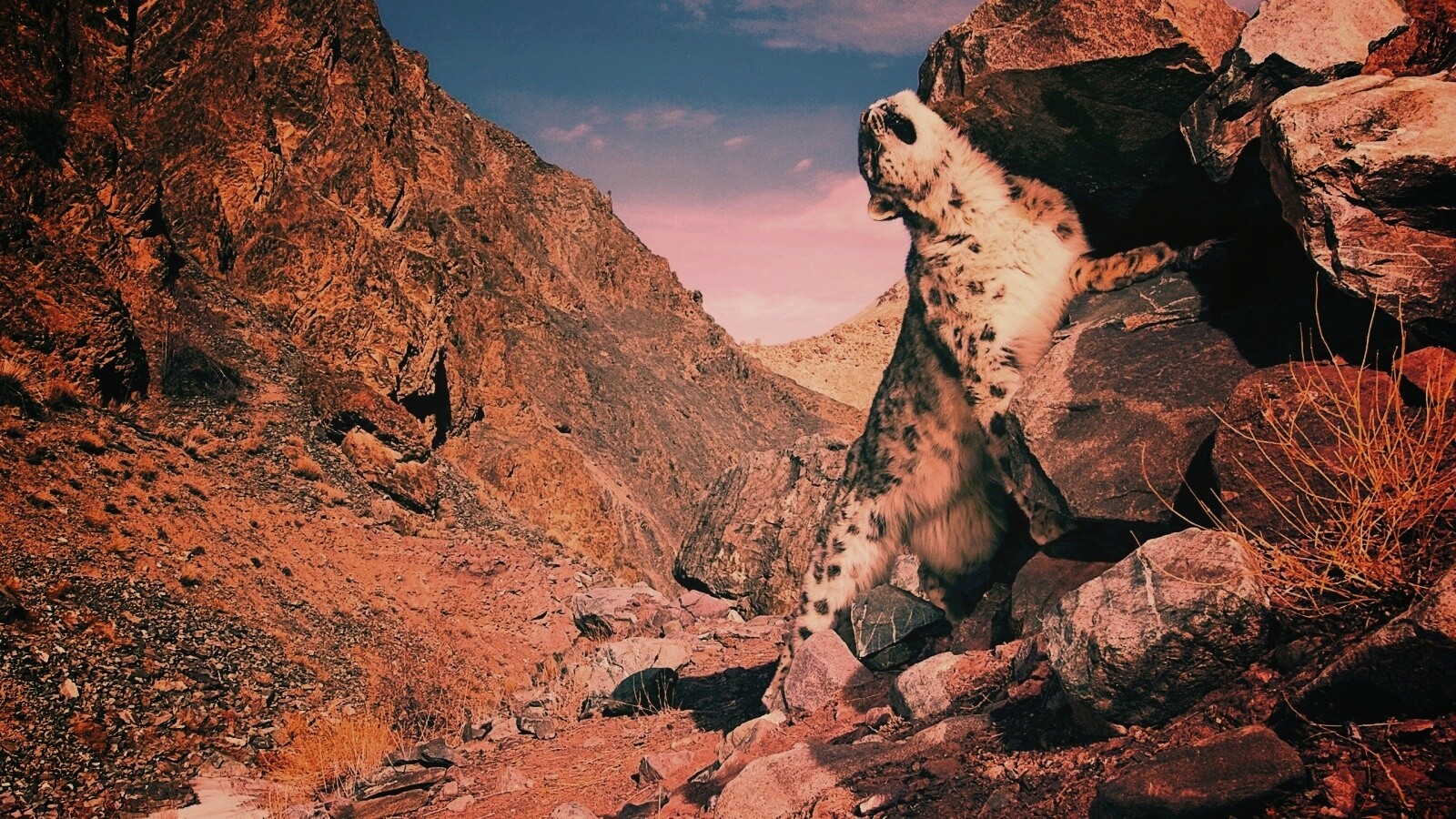 Барс чешется о камни обои