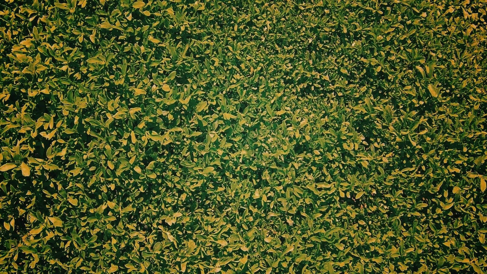 Чайные листья обои