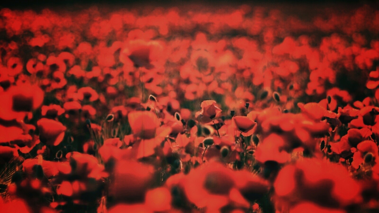 Маки в полях обои