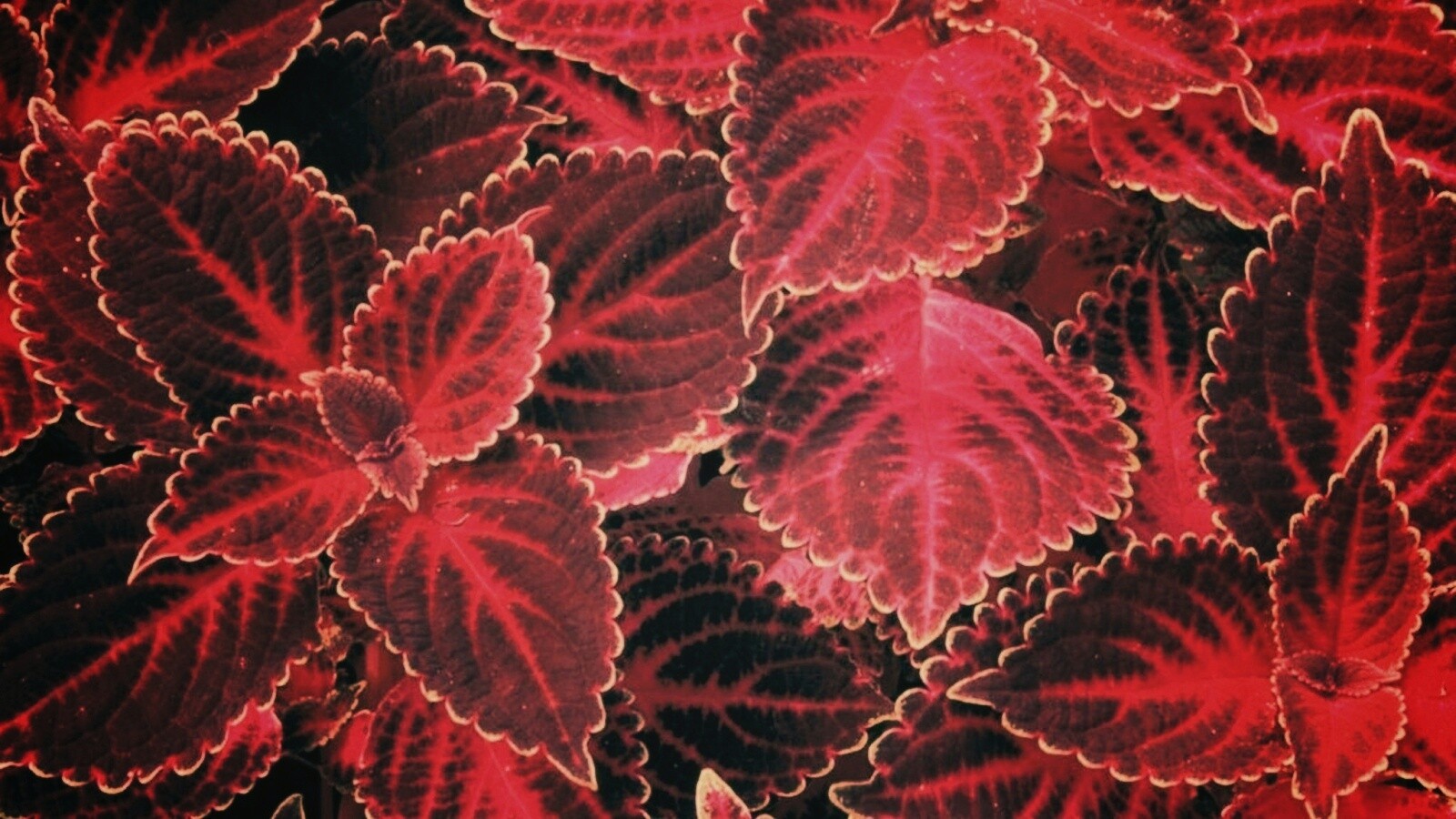 Красные листья обои