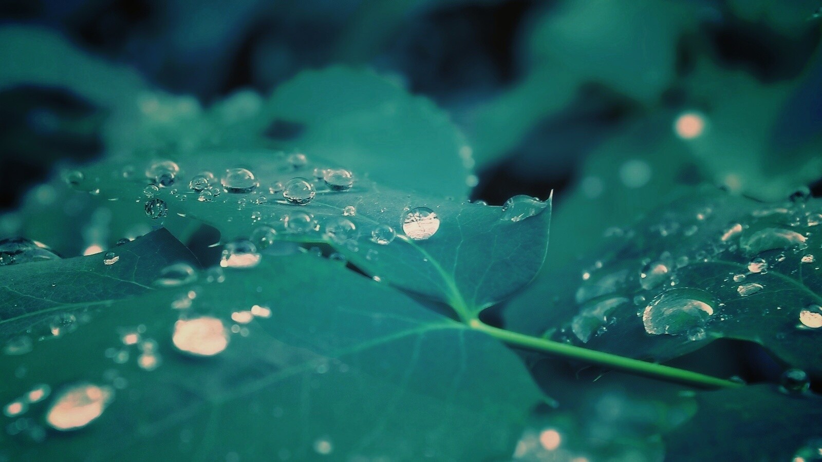 Синеватый лист обои