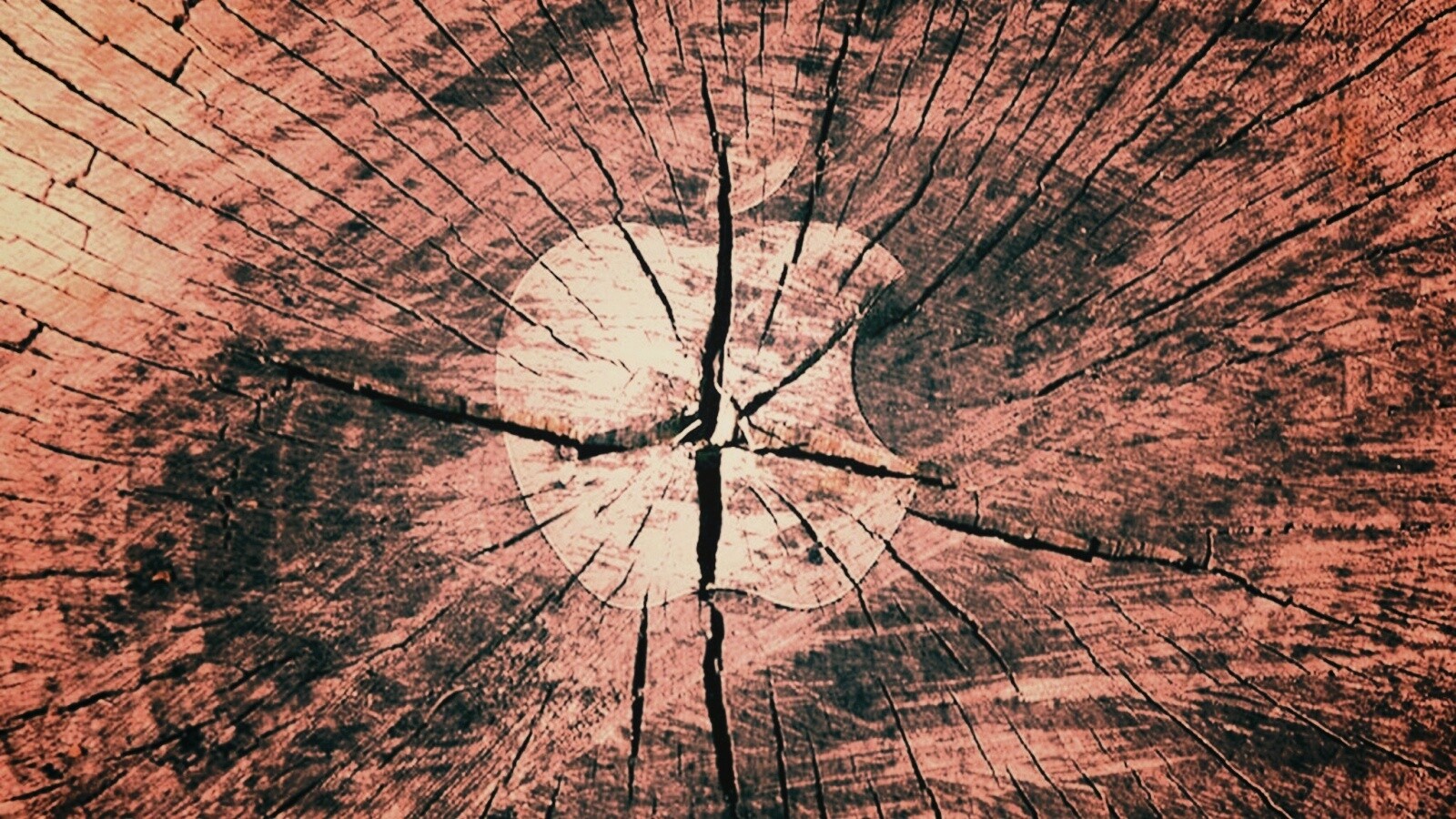 Логотип Apple на бревне обои