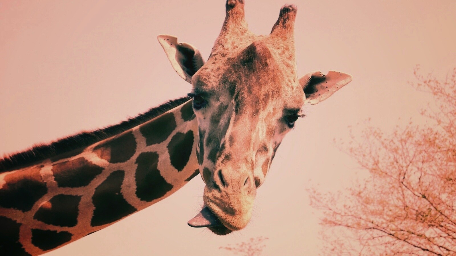 Жираф показывает язык обои