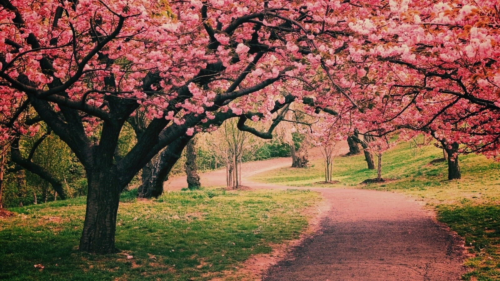 Дорожка между деревьями обои