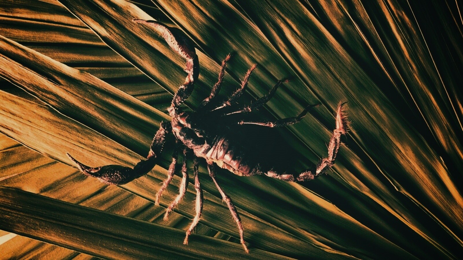 Скорпион на траве обои