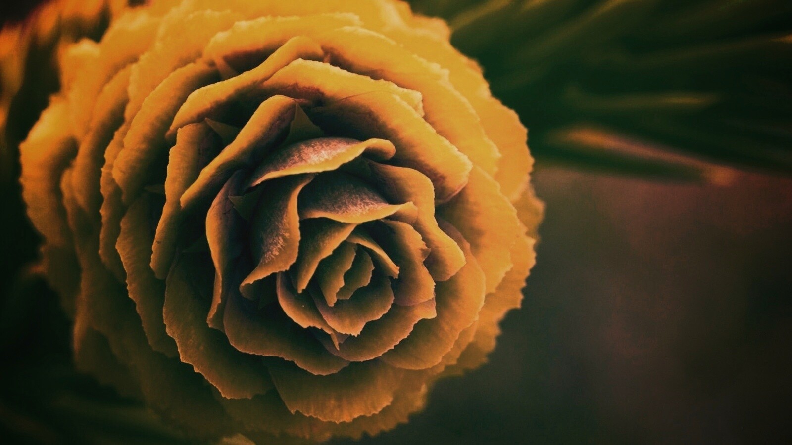 Молодая шишка обои