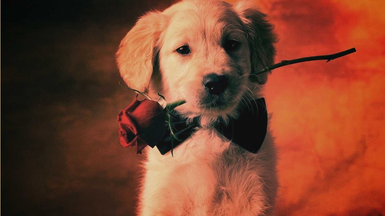 Щенок с розой в зубах обои