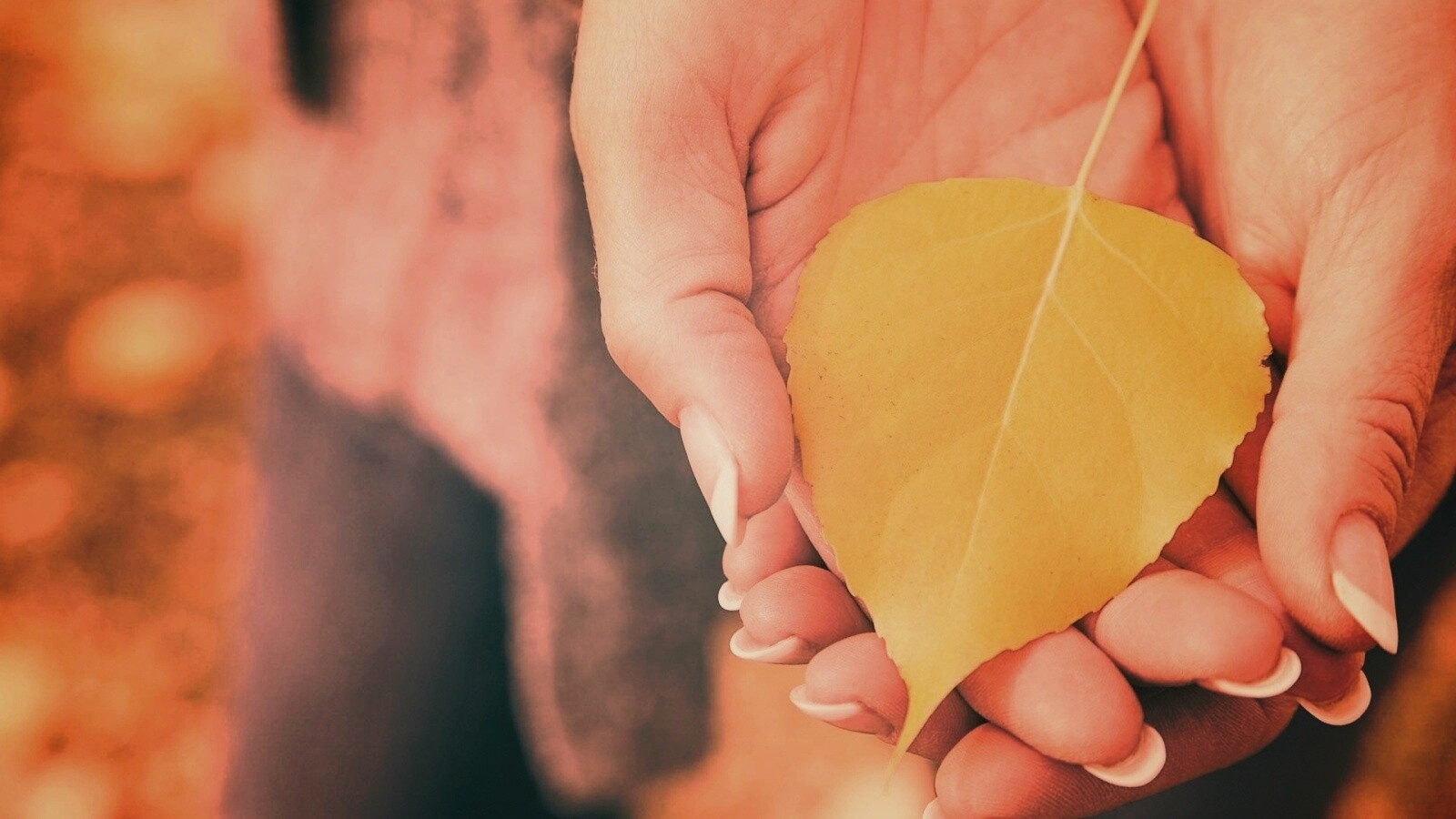 Осенний лист в руках обои