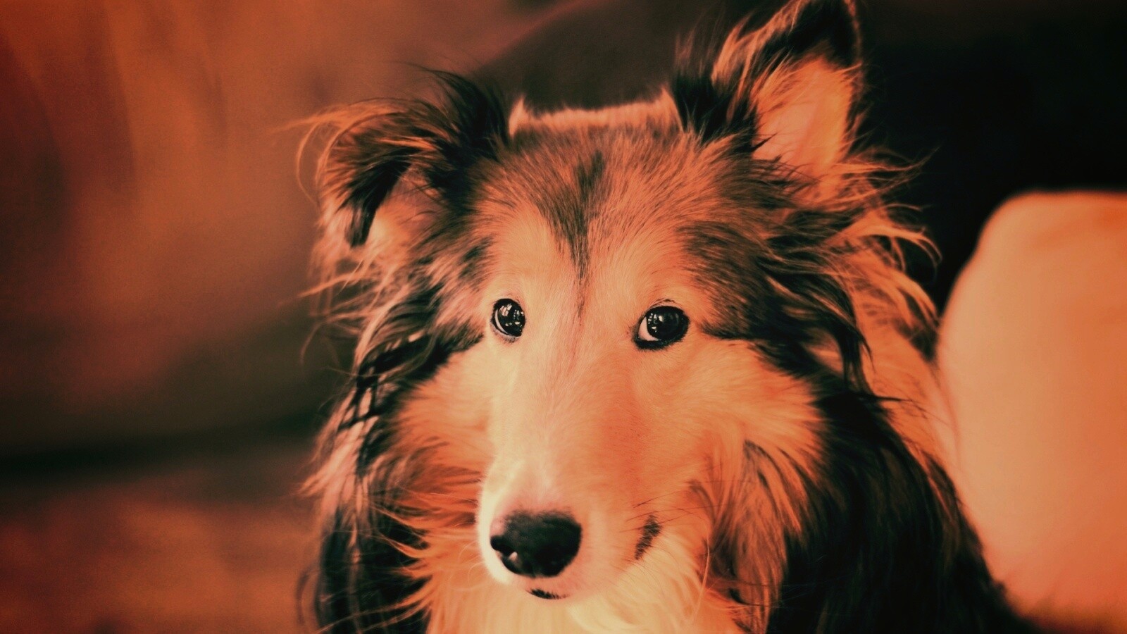 Колли с умными глазами обои