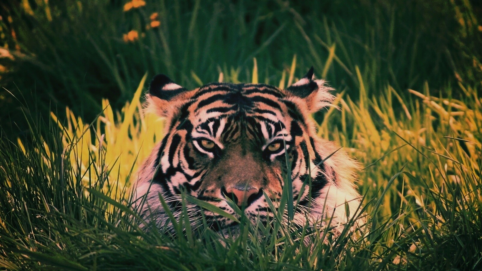 Морда тигра в траве обои