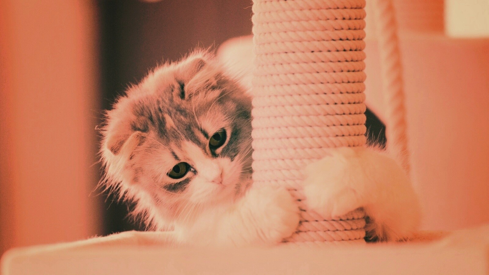 Пушистая кошка с когтеточкой обои