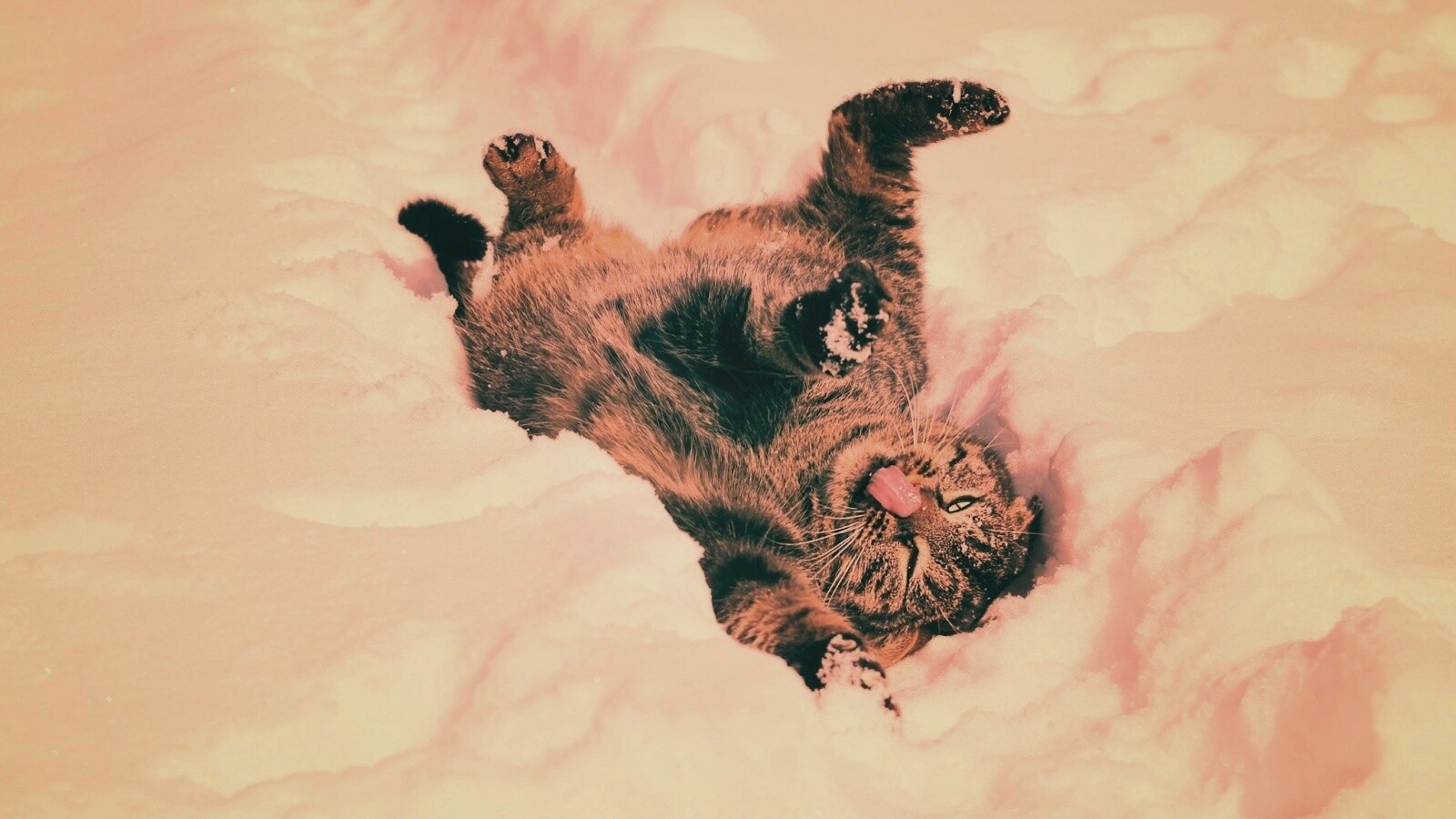 Кот валяется в снегу обои