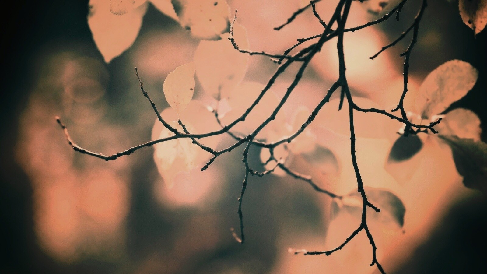 Осенние ветки без листьев обои