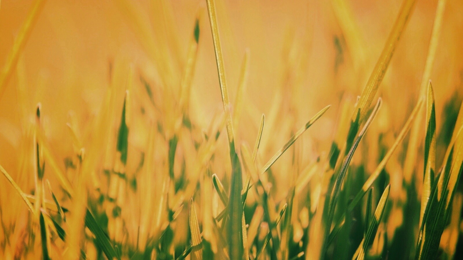 Ярко зеленая трава обои