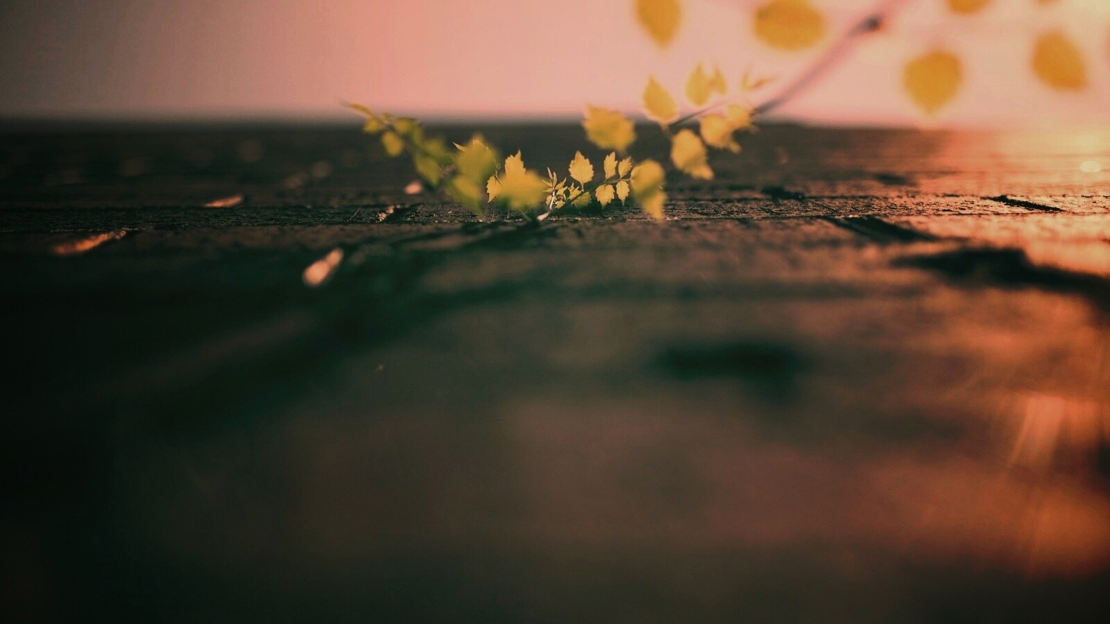 Зеленые ростки в стене обои