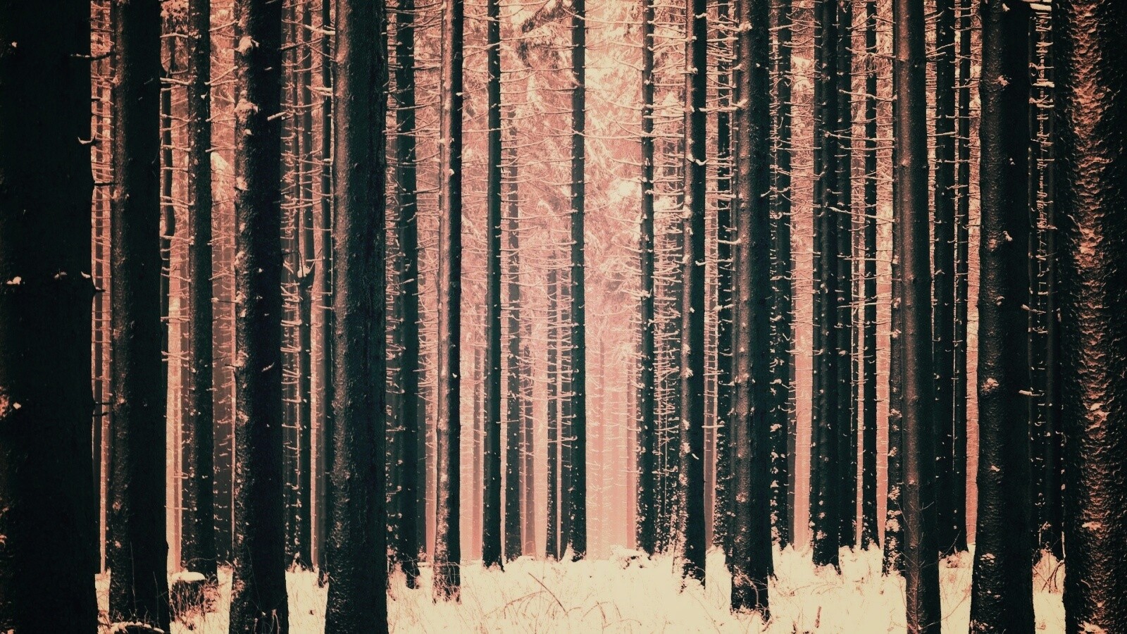 Зимний лес как штрихкод обои