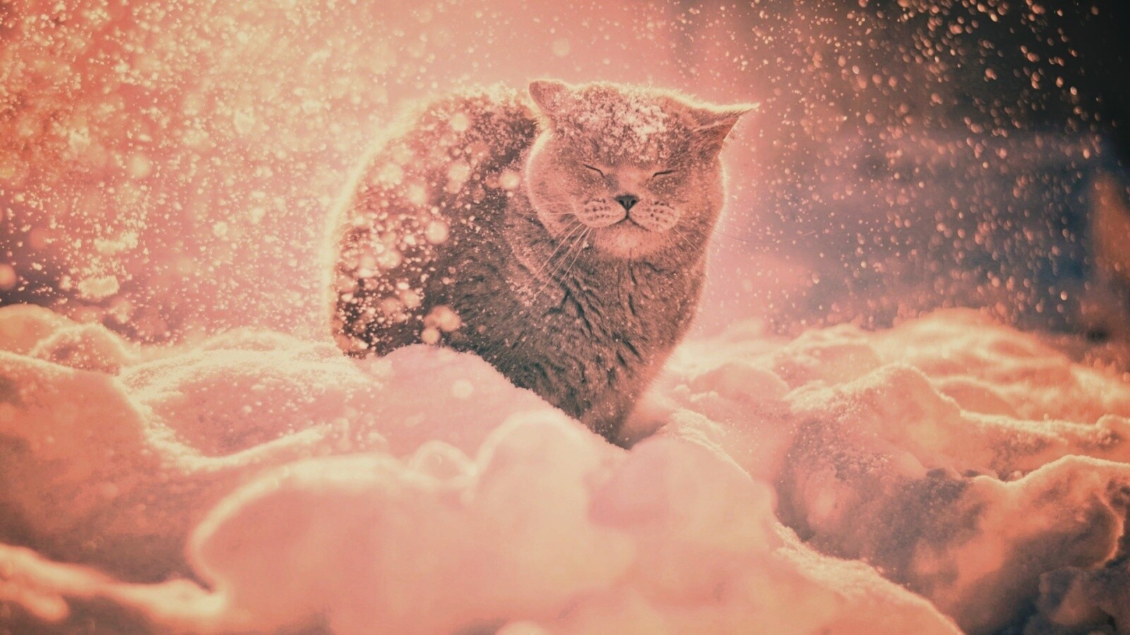 Британце в снегу обои