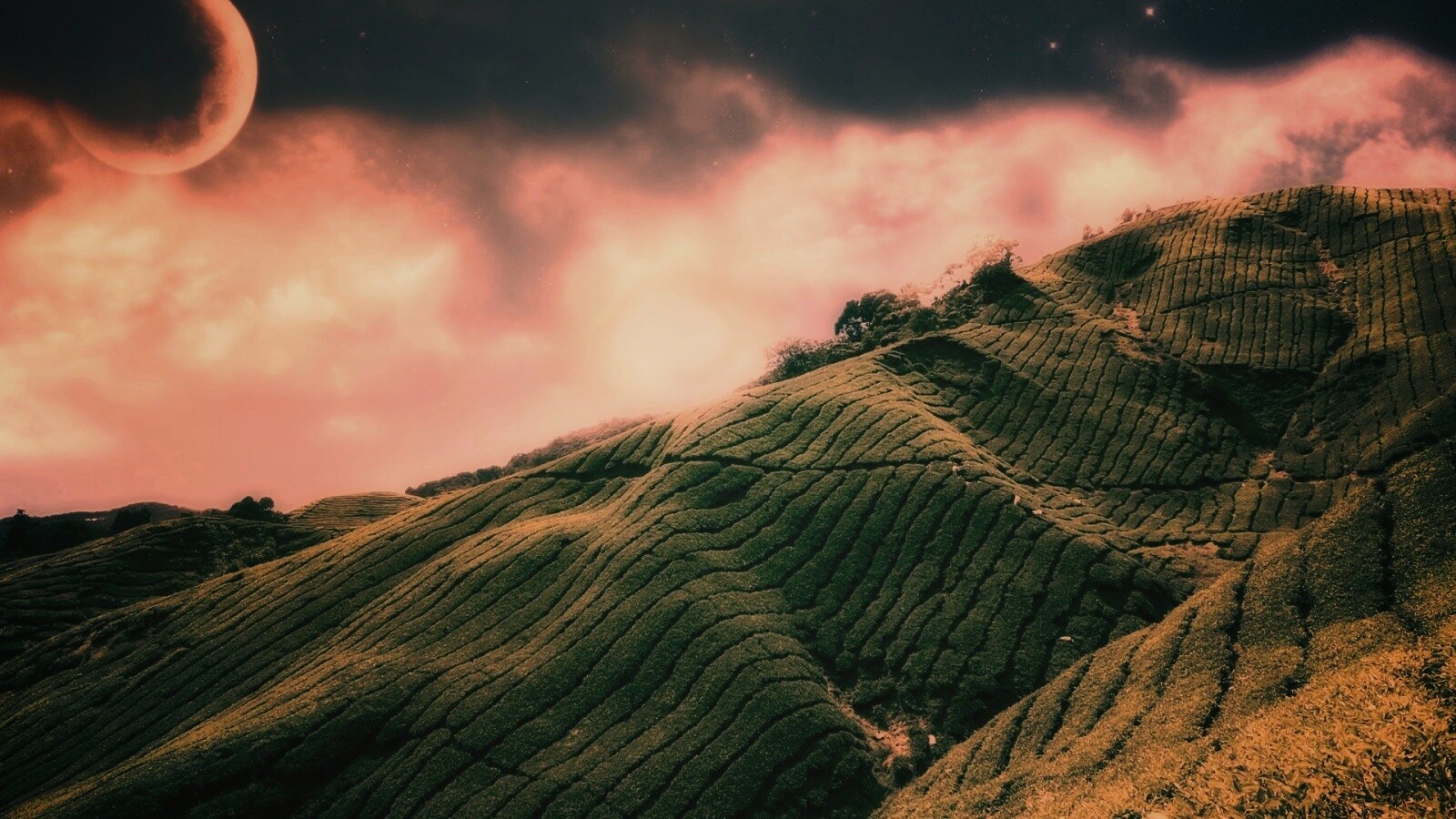 Чайные поля обои