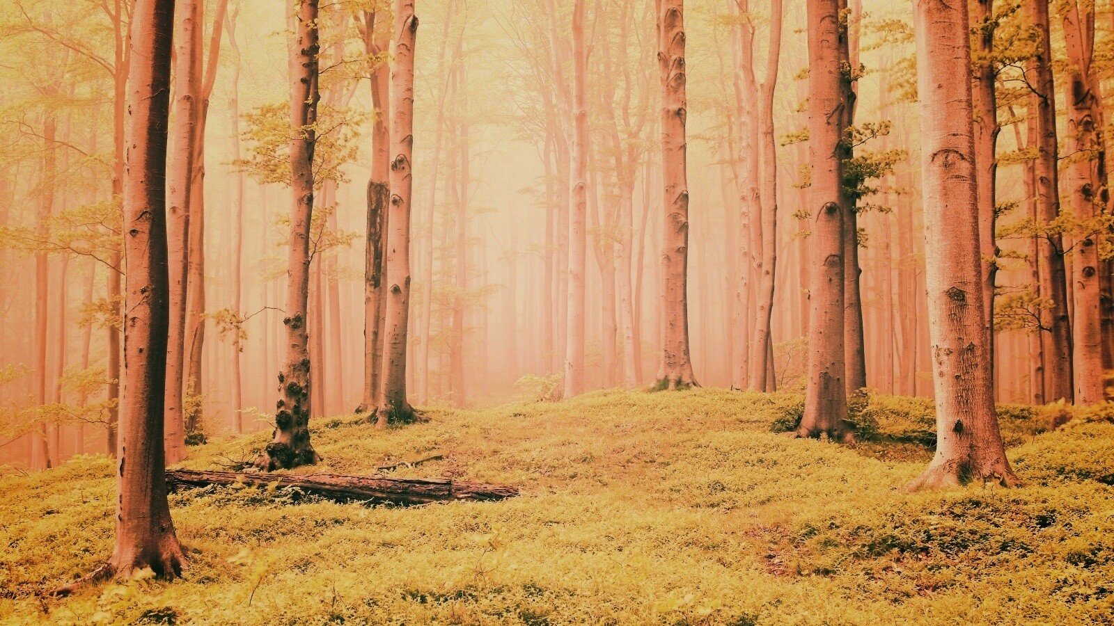 Опушка осинового леса обои