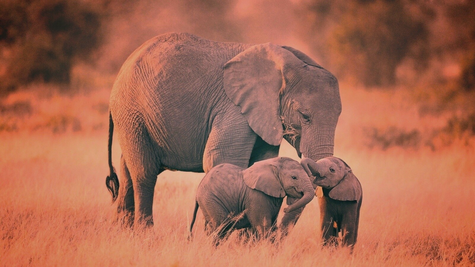 Слоны в национальном парке обои