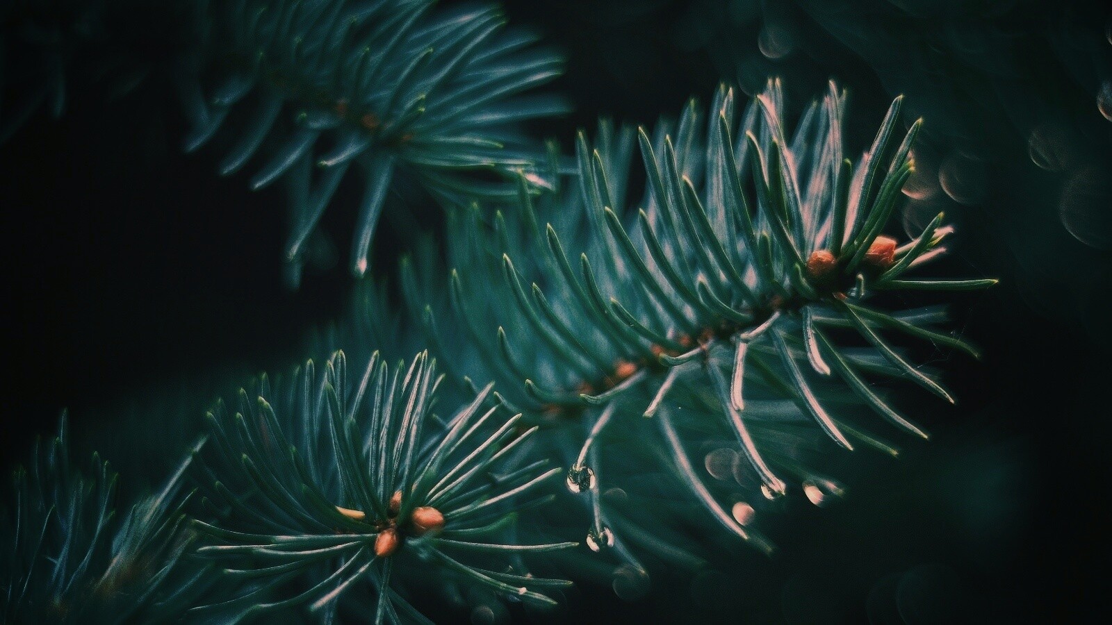 Еловые веточки обои