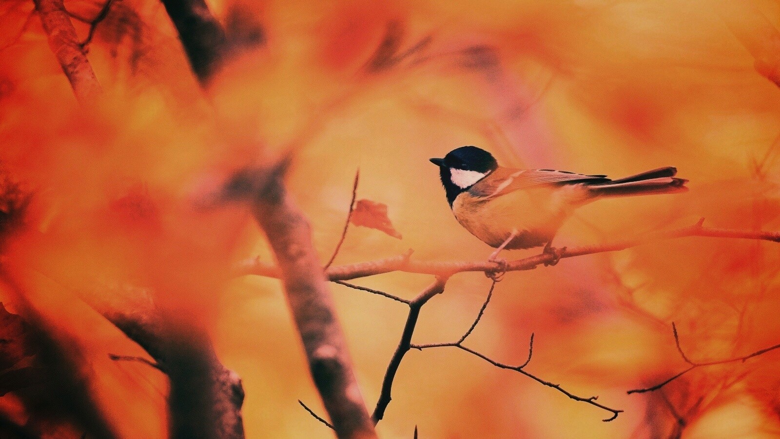 Синичка в желтой листве обои