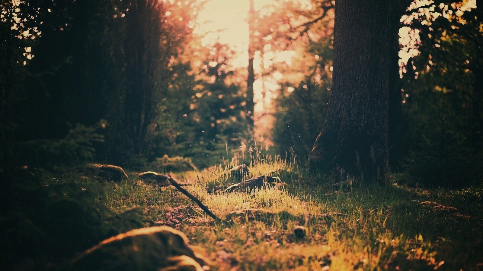 Лето в лесу обои